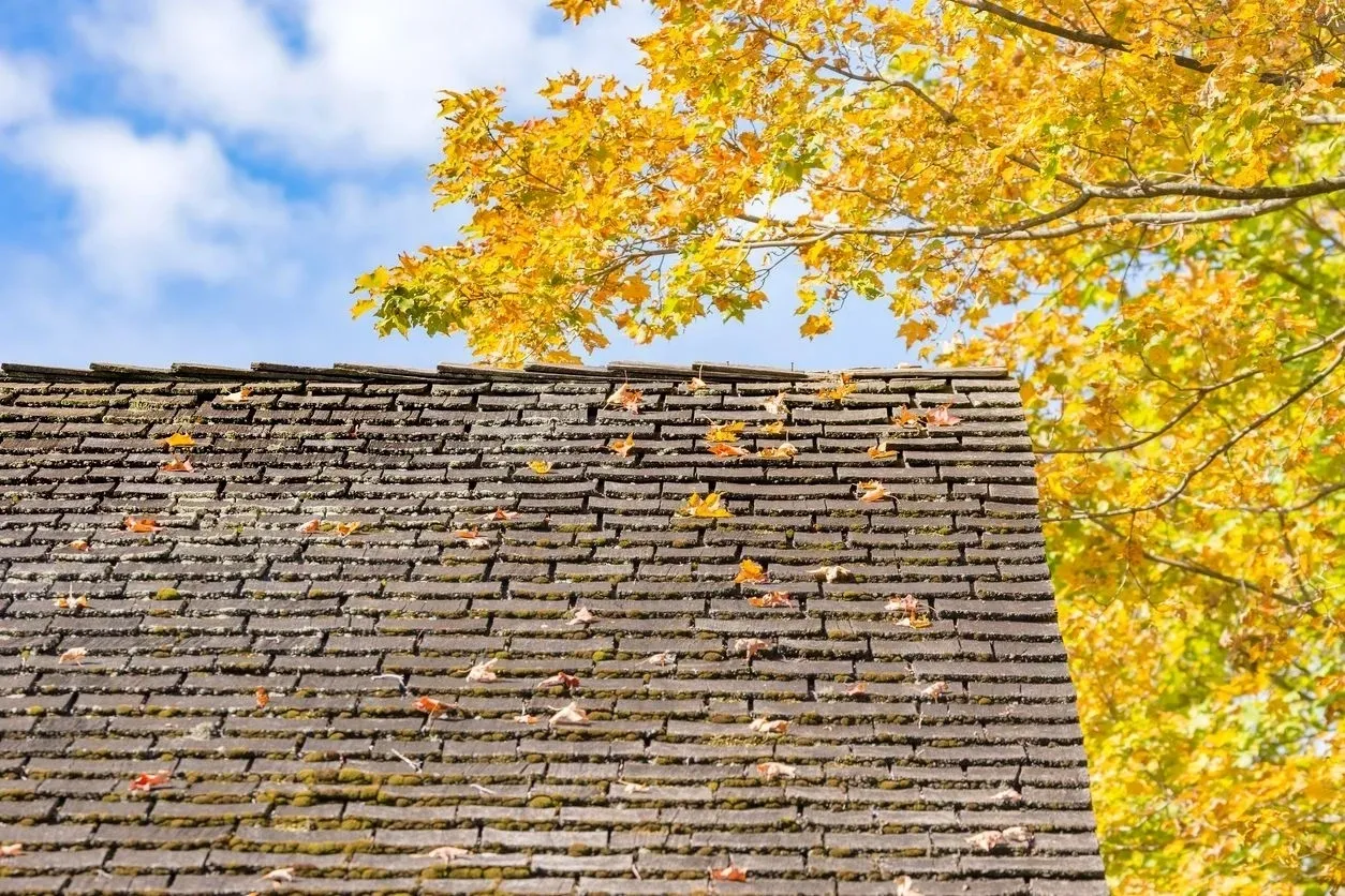 A roof with leaves on it and trees in the background.